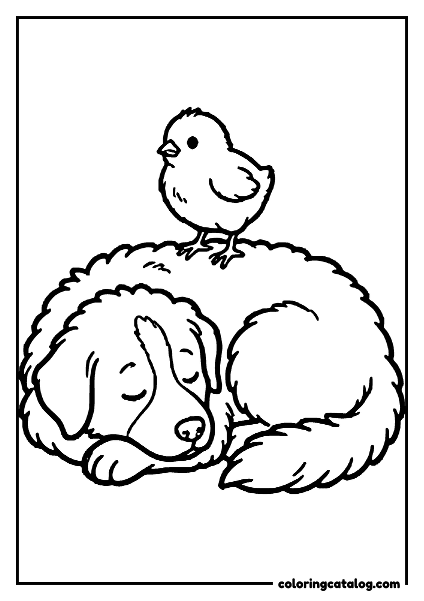 Chicken coloring page: A chick perched on a big sleeping dog