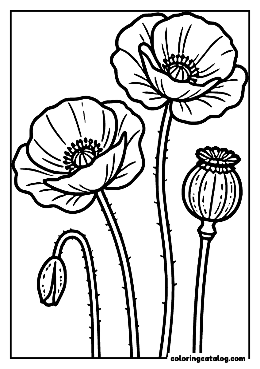 Dibujo de flores para colorear: dos amapolas abiertas sobre tallos vellosos, un capullo inclinado y una cápsula de semillas seca