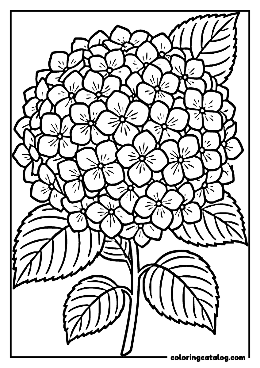 Dibujo para colorear de flores: una hortensia formada por muchas florecitas de cuatro pétalos, con cuatro hojas abajo
