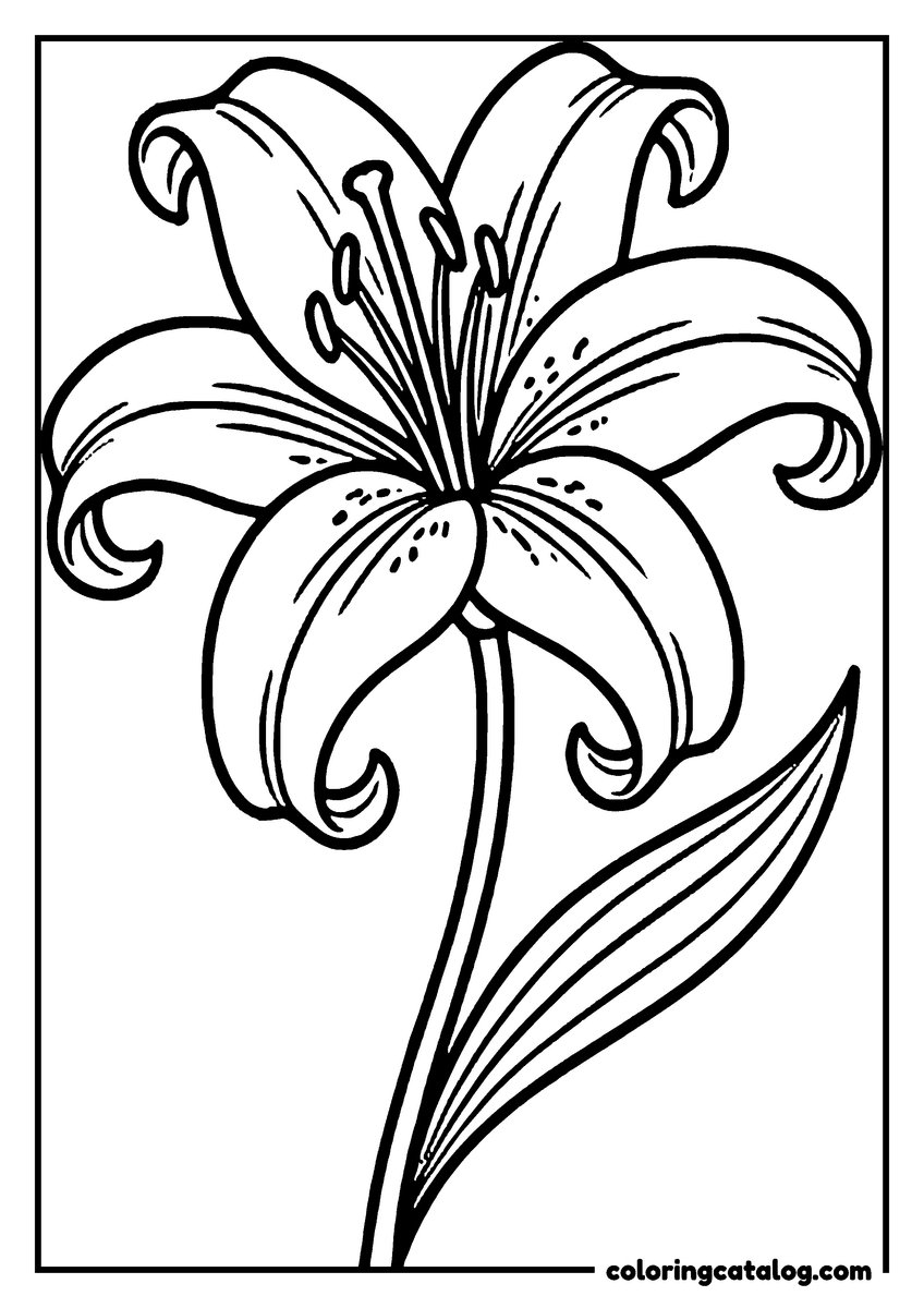 Dibujo de flores para colorear e imprimir: un lirio de pétalos curvados y estambres largos, con una hoja en el tallo