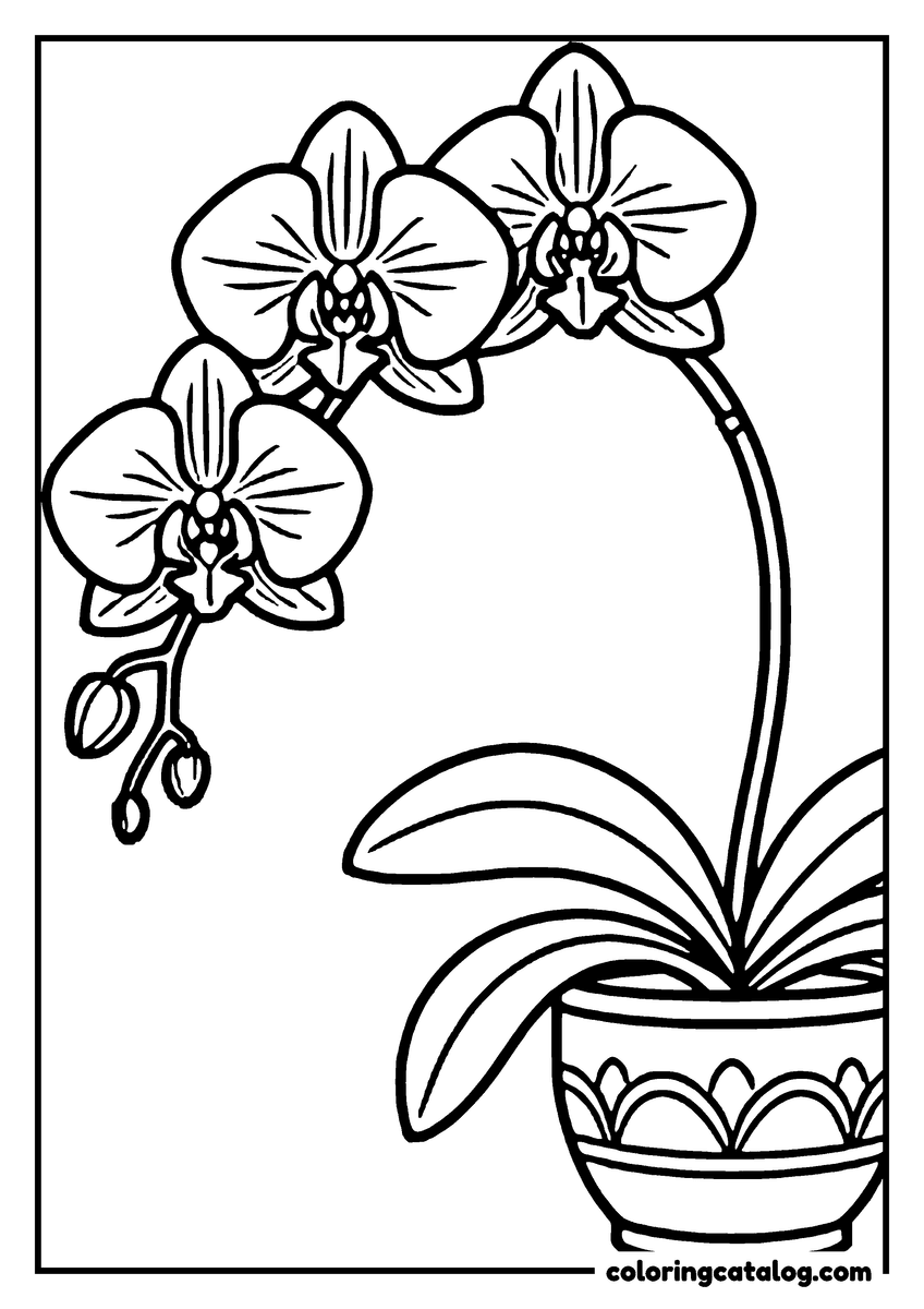Dibujo para colorear: una orquídea se arquea sobre una maceta decorada, con tres flores abiertas y dos capullos abajo