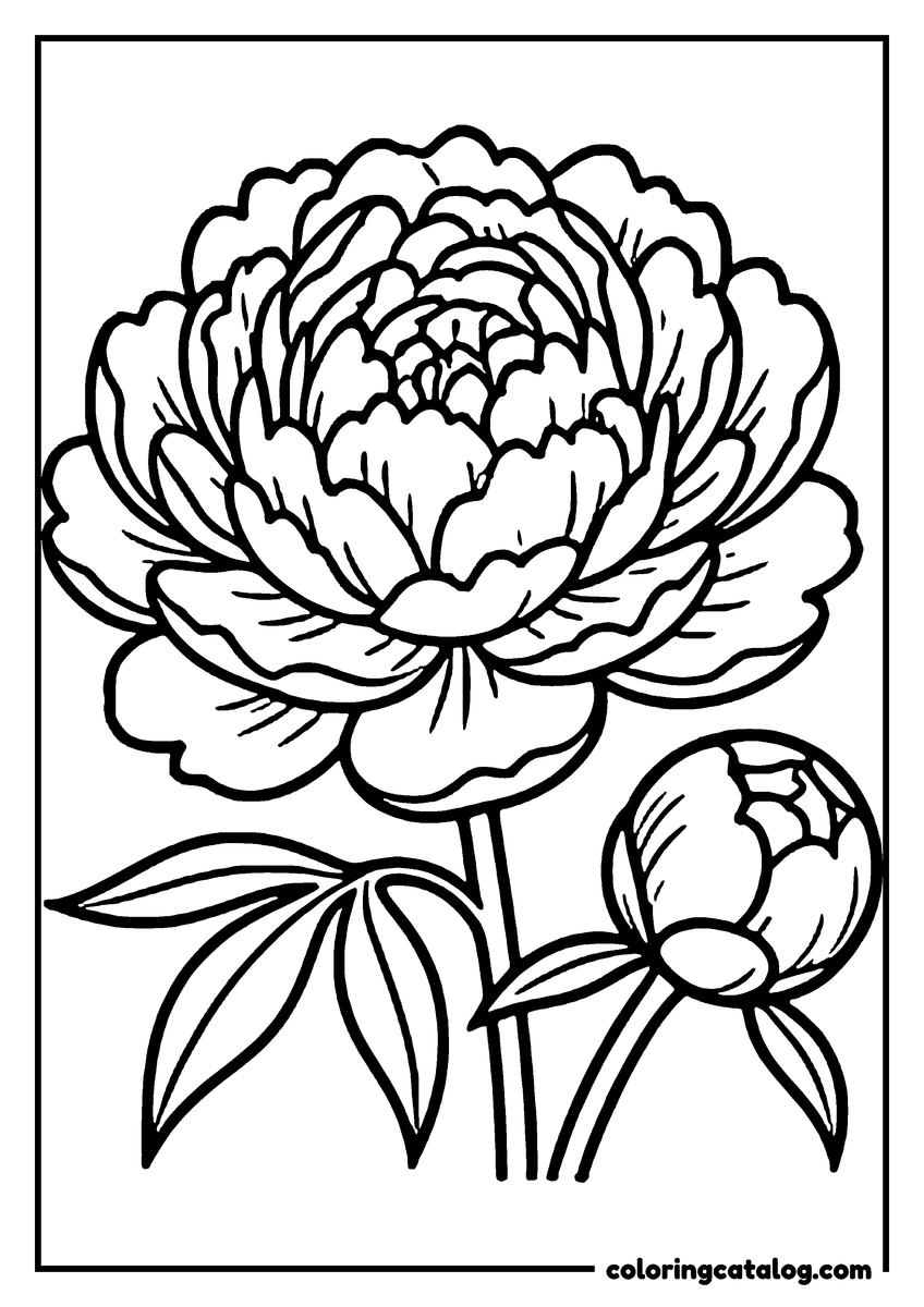 Dibujo de flores para colorear: una peonía en plena floración, de pétalos apretados, con un capullo cerrado al lado