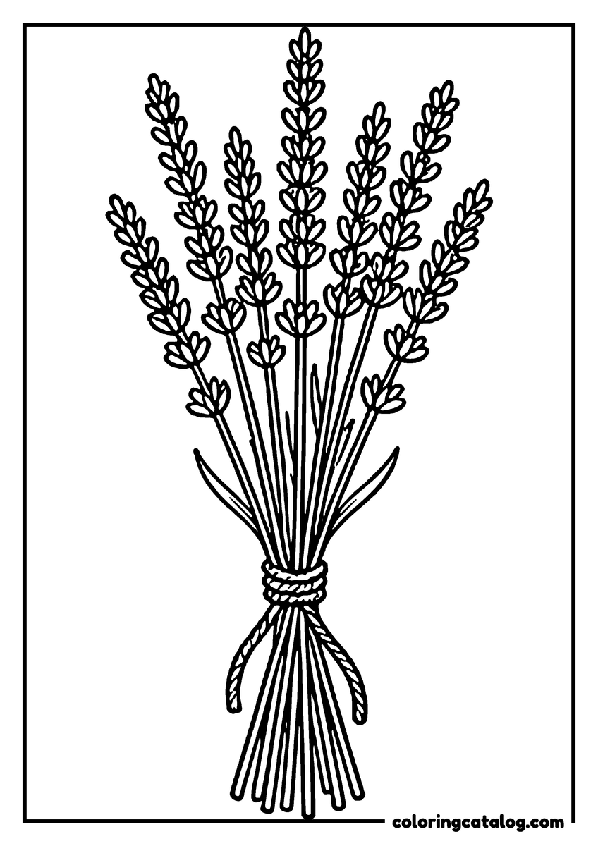 Dibujo de flores para colorear e imprimir: un manojo de tallos de lavanda atado con un cordel retorcido
