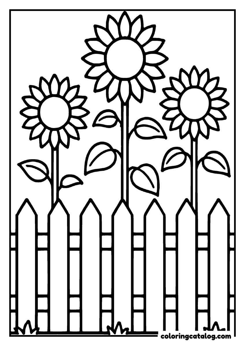 Dibujo de flores para colorear: tres girasoles de distintas alturas detrás de una cerca de madera