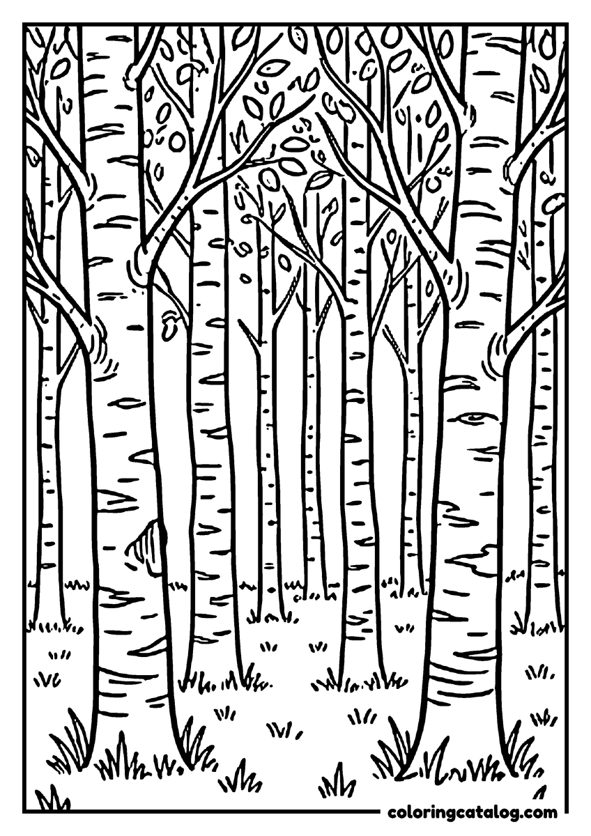Free Forest coloring sheet: A grove of slender birch trees with papery striped bark