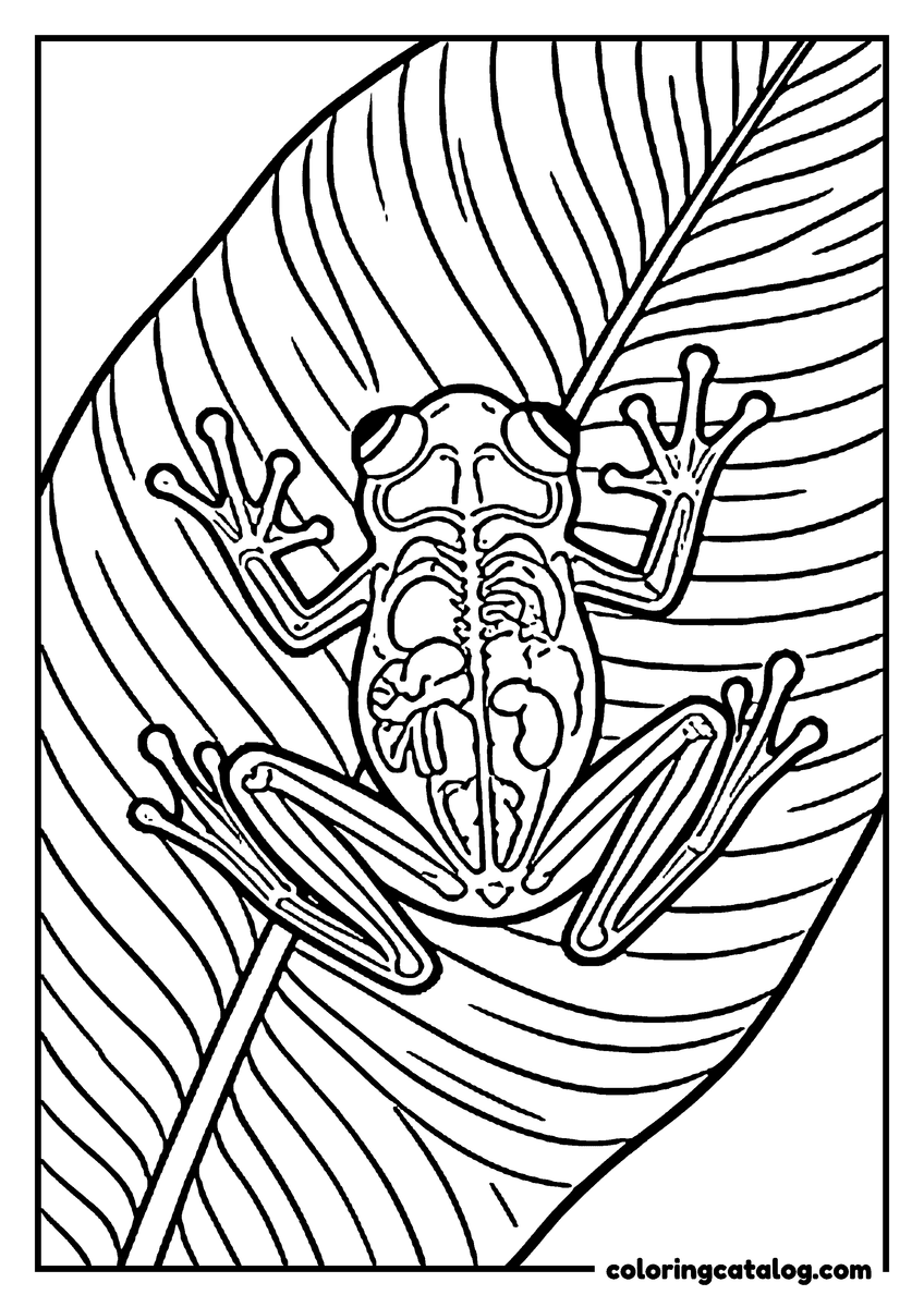 Free printable coloring sheet: A glass frog clinging to the underside of a big leaf, its see-through belly showing, the leaf veins running across the page