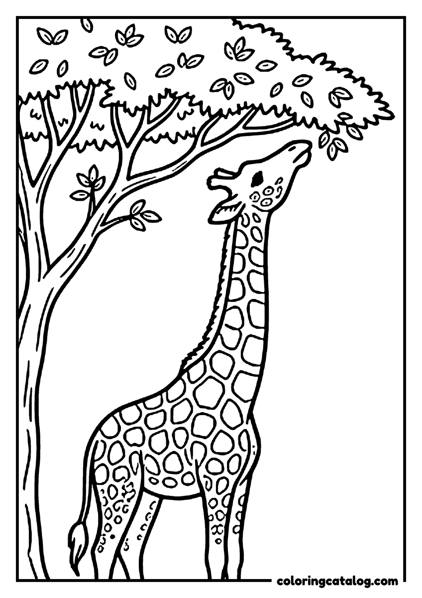 Printable coloring page: A giraffe stretching its neck to reach the top leaves of an acacia tree