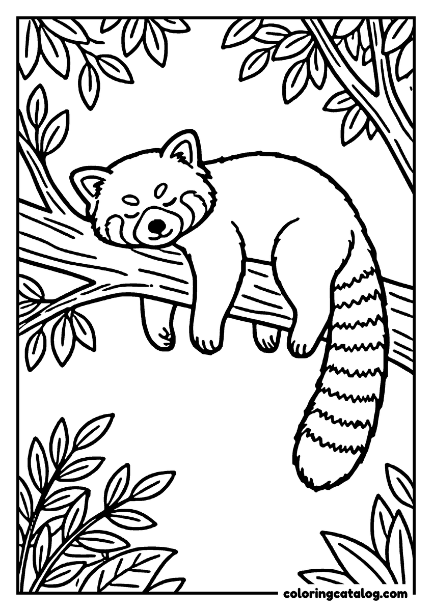 Free Zoo coloring sheet: A red panda stretched along a branch with its ringed tail hanging down among the leaves